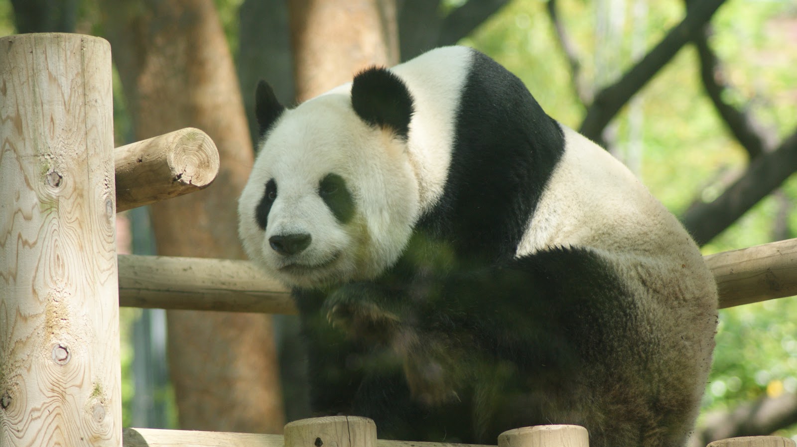 ジャイアントパンダ舎 上野動物園のイメージ