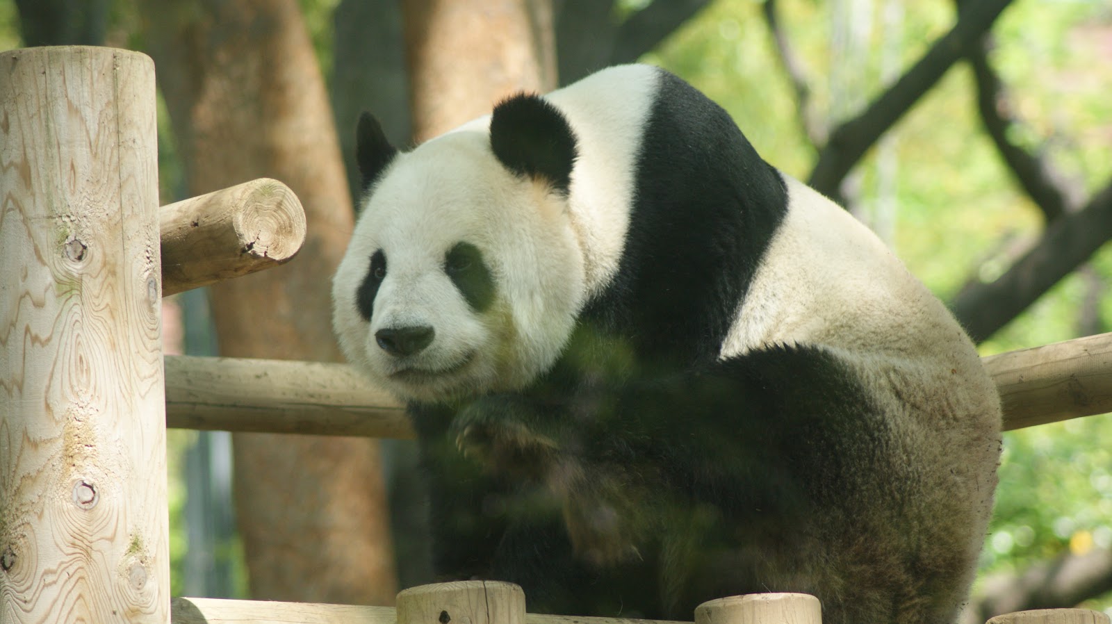 ジャイアントパンダ舎 上野動物園にて