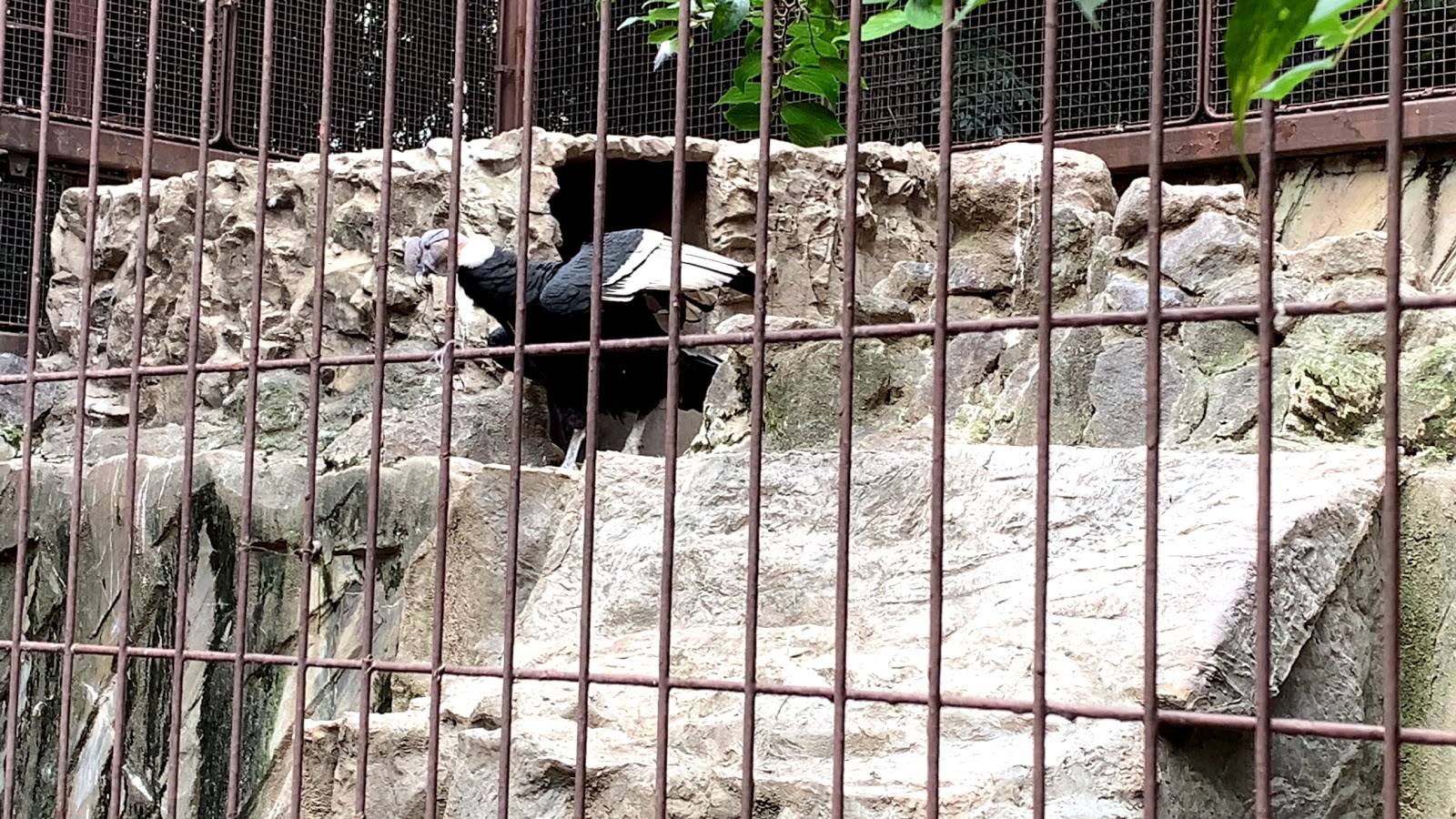 ワシ・タカ類 上野動物園の写真