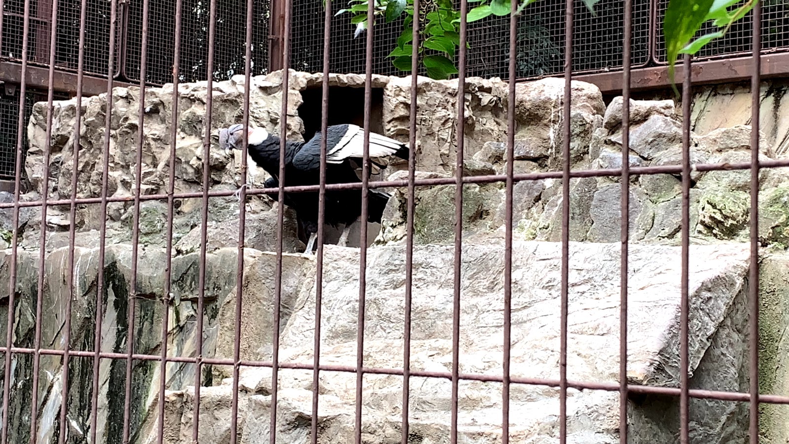ワシ・タカ類 上野動物園の風景