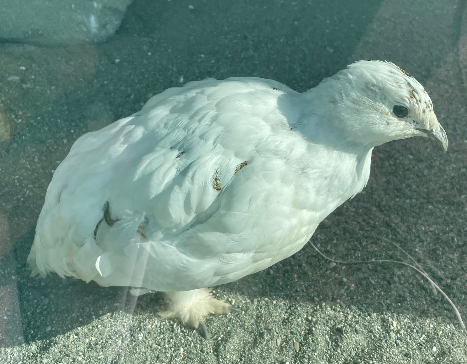 スバールバルライチョウの写真