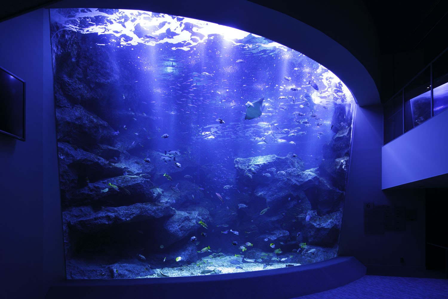 すみだ水族館の写真