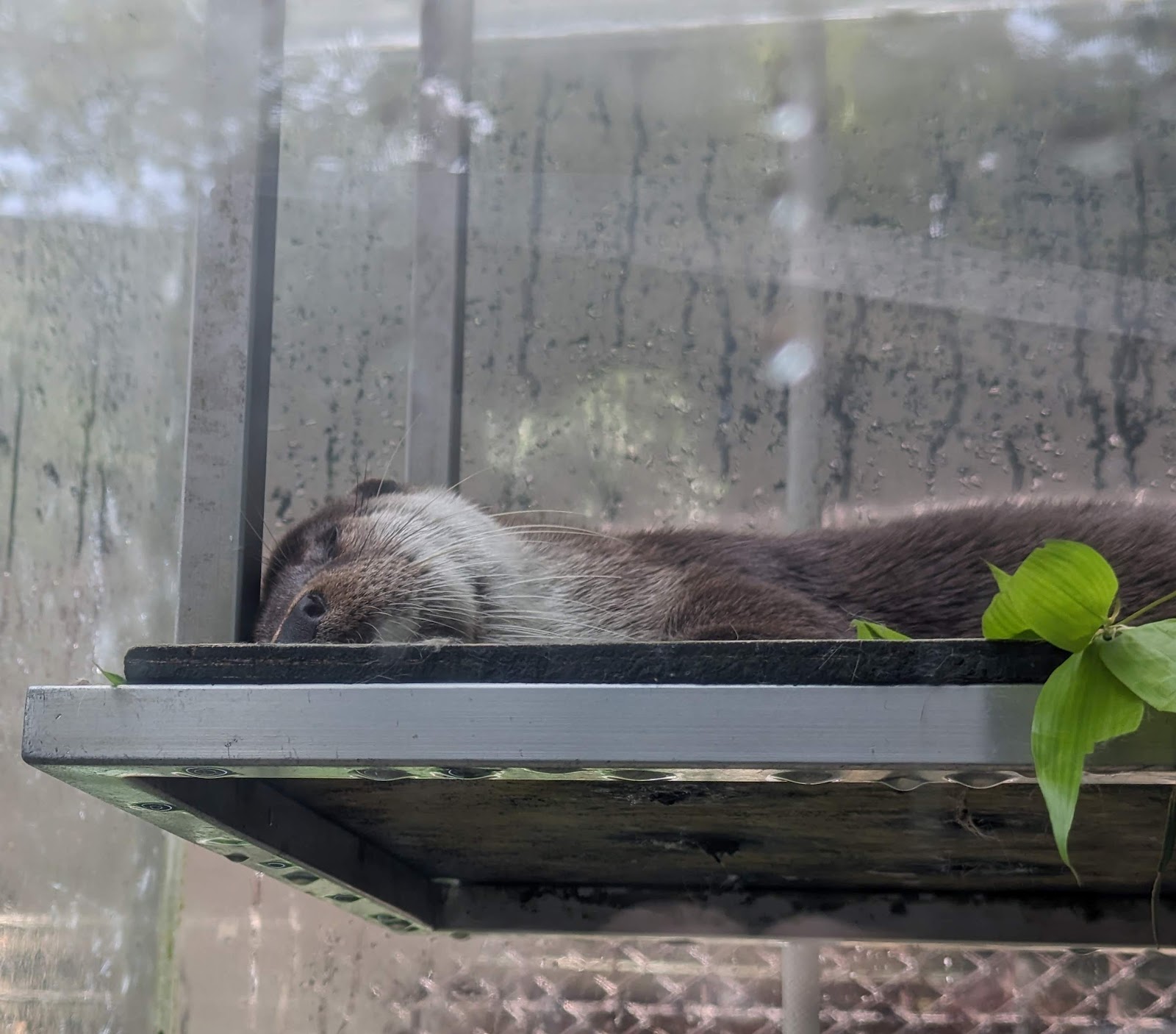 ユーラシアカワウソ舎 上野動物園のイメージ