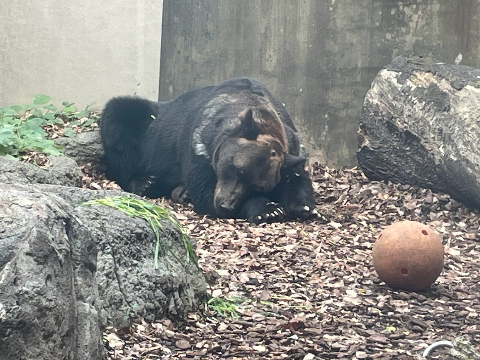 クマたちの丘の風景