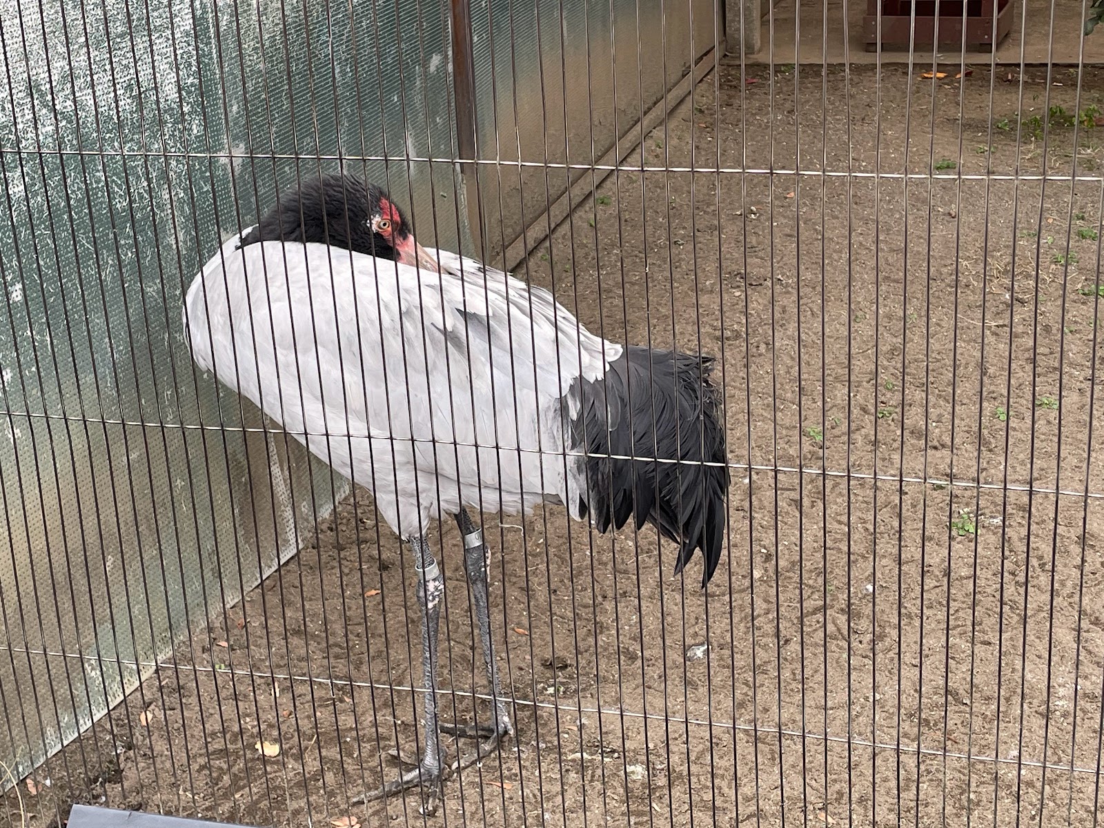 ツル類舎にて