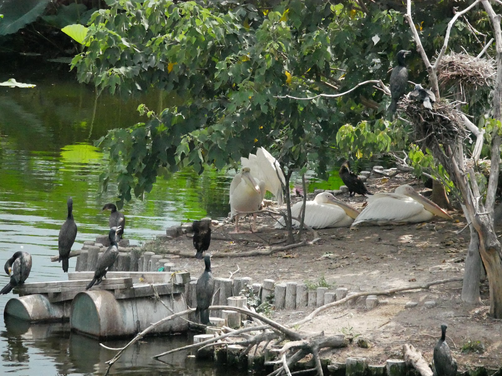 ペリカンの島 上野動物園のイメージ