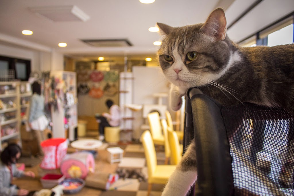 猫まるカフェ 上野店の風景